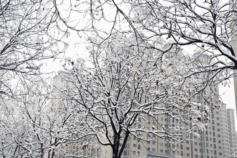 山西太原：雪落枝頭